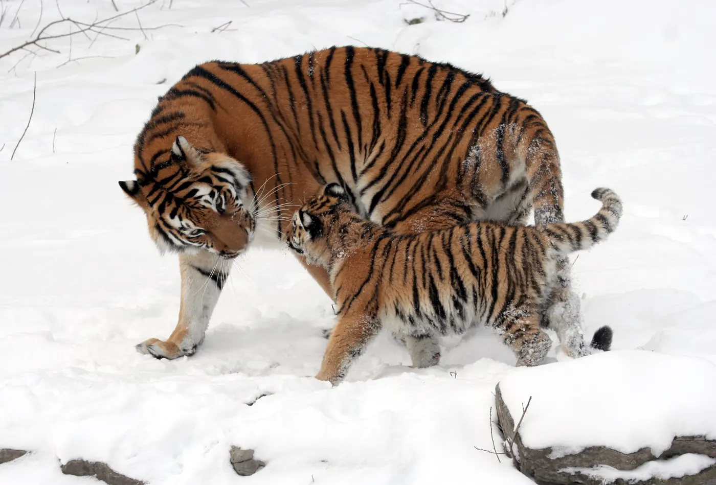 Siberian tiger and cub in the snow at the Buffalo Zoo
